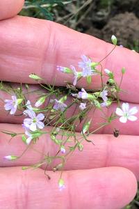<i>Psammophiliella muralis</i>