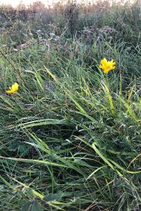 <i>Genista tinctoria</i>