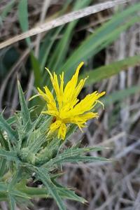 <i>Carthamus lanatus</i>