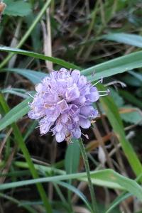 <i>Succisa pratensis</i>