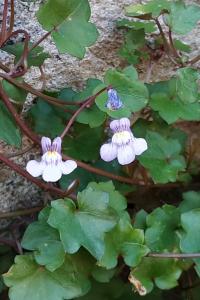 <i>Cymbalaria muralis</i>