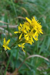 <i>Solidago virgaurea</i>