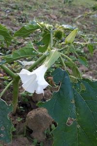 <i>Datura stramonium</i>