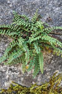 <i>Asplenium trichomanes</i>