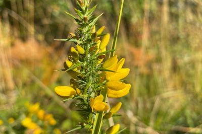 <i>Ulex minor</i>
