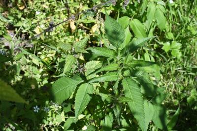 <i>Bidens frondosa</i>
