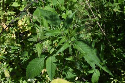 <i>Bidens frondosa</i>