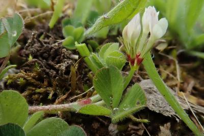 <i>Trifolium subterraneum</i>