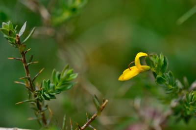 <i>Genista anglica</i>
