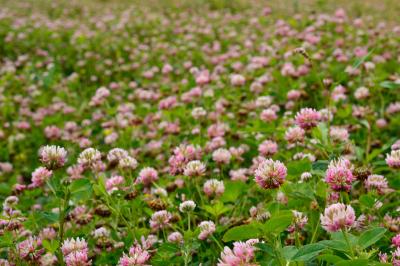 <i>Trifolium hybridum</i>