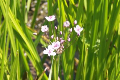 <i>Butomus umbellatus</i>