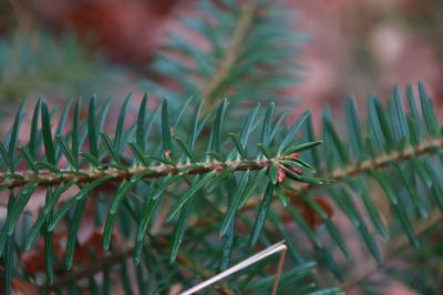 <i>Picea abies</i>