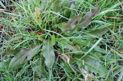 <i>Rumex conglomeratus</i>