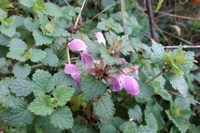 <i>Lamium maculatum</i>