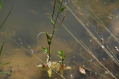 <i>Epilobium tetragonum</i>