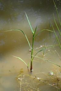 <i>Echinochloa crus-galli</i>