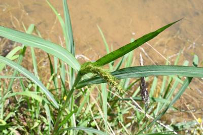 <i>Echinochloa crus-galli</i>
