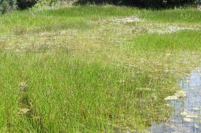 <i>Eleocharis palustris</i>