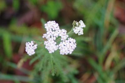 <i>Achillea millefolium</i>