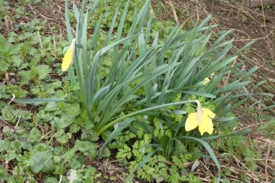 <i>Narcissus pseudonarcissus</i>