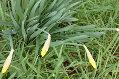 <i>Narcissus pseudonarcissus</i>