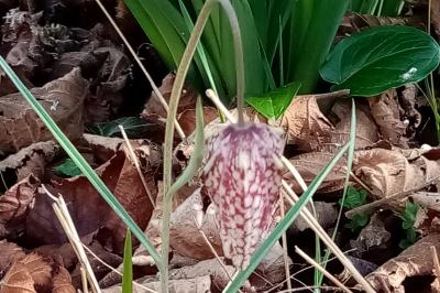 <i>Fritillaria meleagris</i>