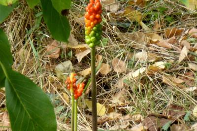 <i>Arum</i>