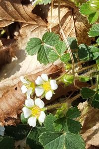 <i>Potentilla sterilis</i>