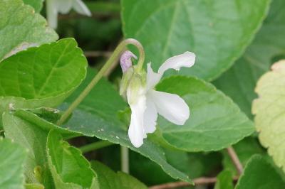 <i>Viola</i>