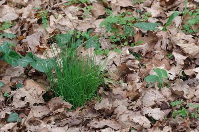 <i>Allium schoenoprasum</i>