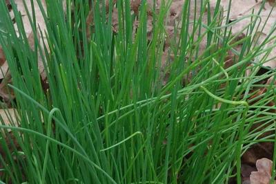 <i>Allium schoenoprasum</i>