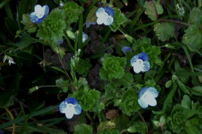<i>Veronica persica</i>