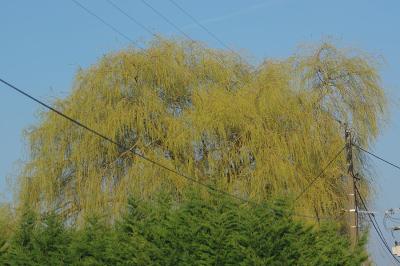 <i>Salix babylonica</i>