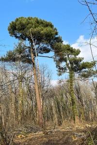 <i>Pinus pinaster</i>