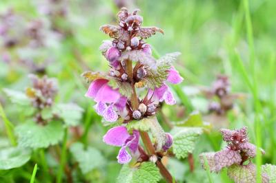 <i>Lamium maculatum</i>