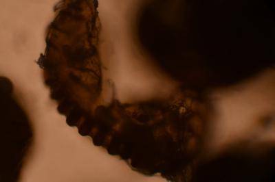 <i>Polypodium interjectum</i>