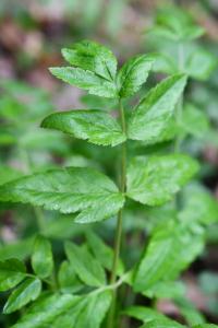 <i>Pimpinella major</i>