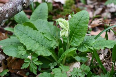 <i>Primula elatior</i>