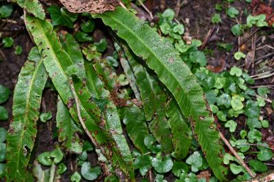<i>Asplenium scolopendrium</i>