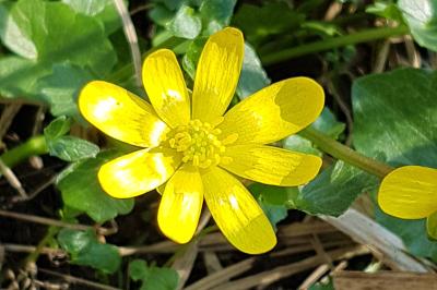 <i>Ficaria verna</i>