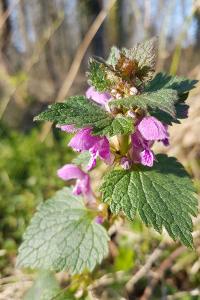 <i>Lamium maculatum</i>