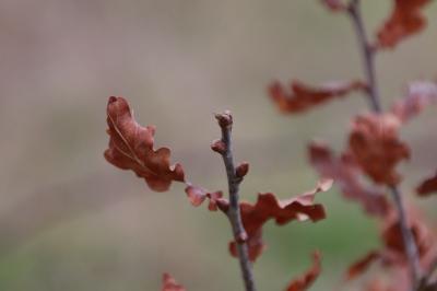 <i>Quercus robur</i>