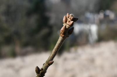 <i>Quercus pubescens</i>
