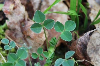 <i>Medicago lupulina</i>