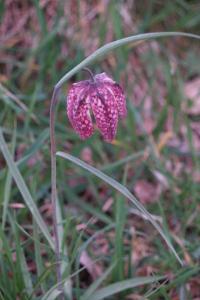 <i>Fritillaria meleagris</i>