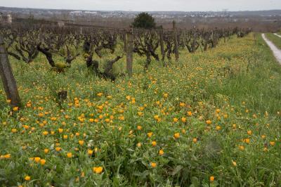 <i>Calendula arvensis</i>