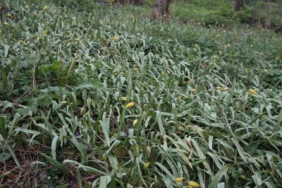<i>Tulipa sylvestris</i>
