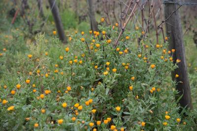 <i>Calendula arvensis</i>