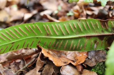 <i>Asplenium scolopendrium</i>