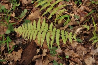 <i>Dryopteris filix-mas</i>